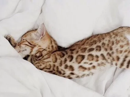 Body Scan (MBSR) 20" | Week 1 