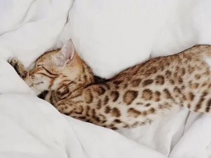 Body Scan (MBSR) 20" | Week 2