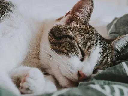 Body Scan Meditation 