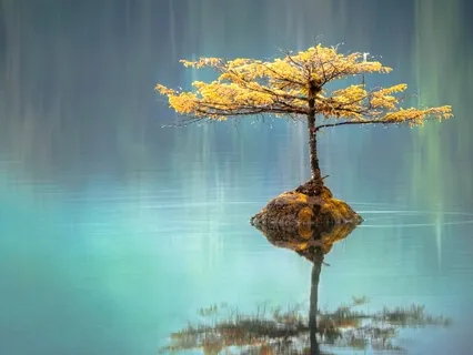 Body Scan Meditation (14 Mins)