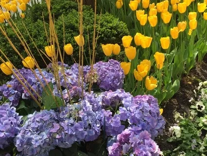 Body Scan Meditation