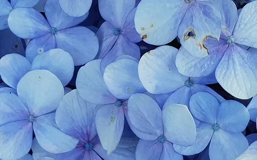 Body Scan Meditation