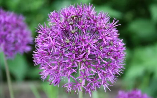 Body Scan Meditation