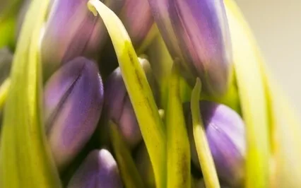 Body Scan Meditation