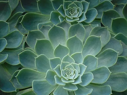 Body Scan Meditation