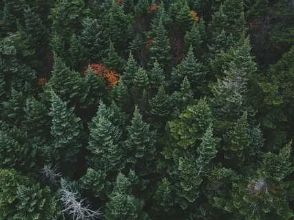 Body Scan For Managing Pain