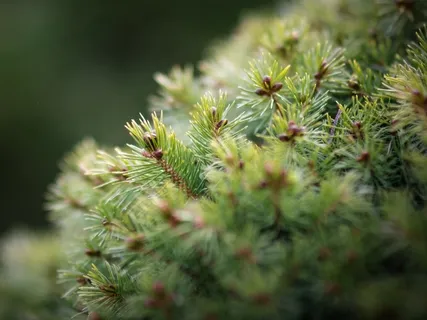 Body Scan For Clarity, Presence & Stability