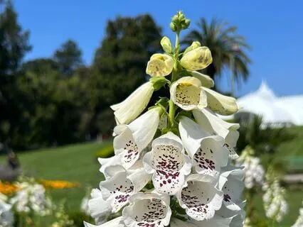 Body Scan Meditation 6 Minutes