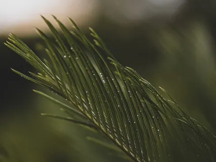 Body Scan For Harmony & Connection