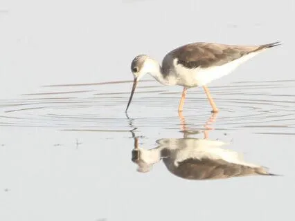 Body Scan Meditation — Exploring Opposites (+Binaural Beats)