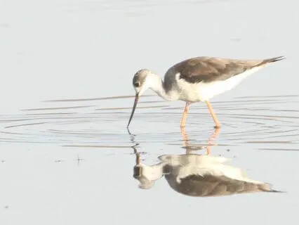 Body Scan Meditation—Exploring Opposites (No Music, No Bell)