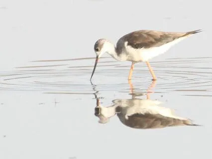 Body Scan Meditation — Exploring Opposites (No Music)