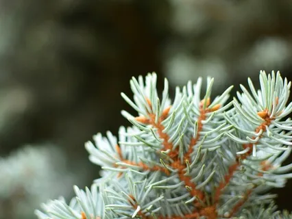 Body Scan For Effortlessness