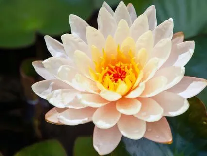 Body Scan Meditation On The Koshas