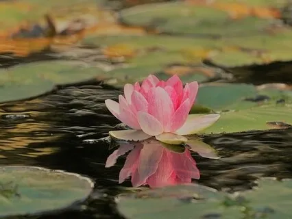 Body Scan Meditation Without Music