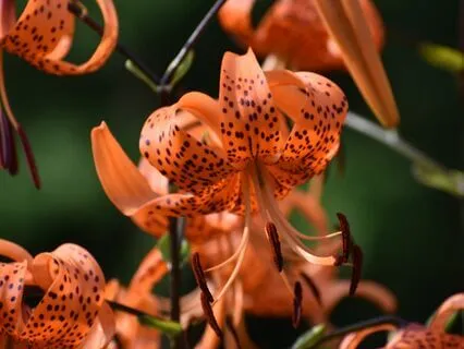 Body Scan Meditation