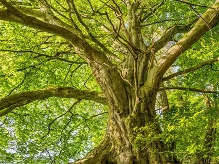 Body Scan Meditation