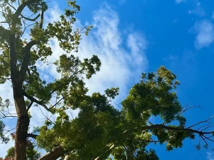 Body Scan Meditation