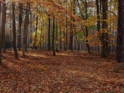Body-Scan Meditation