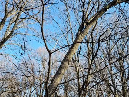 Body Scan Meditation