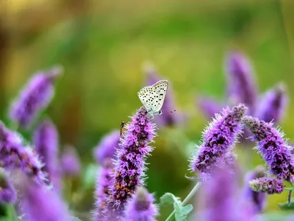 Body Scan Mindfulness