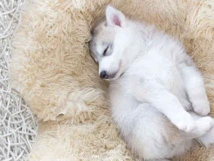 Body Scan & Music: Restorative Sleep & Stress Relief