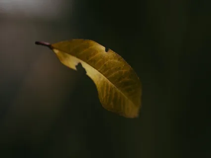 Body Scan Opposites (With Binaural Beats Music)