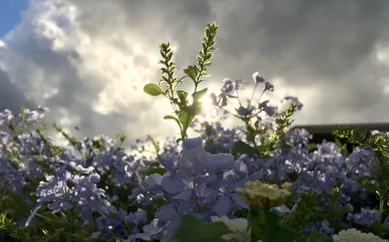 Body Scan: Pain Management