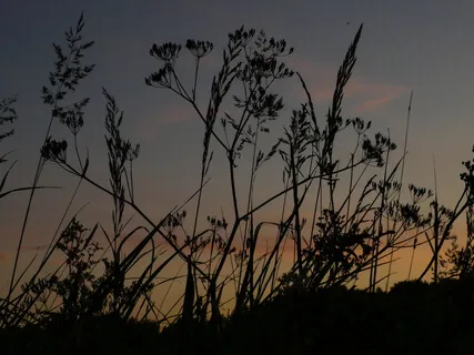 Body Scan Relaxation