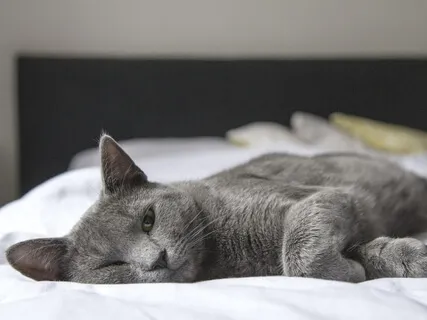 Body Scan Relaxation Meditation