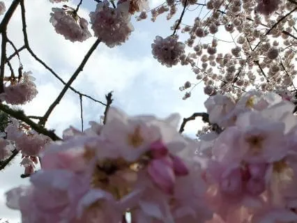 Body Scan: Resting Awareness Through The Body