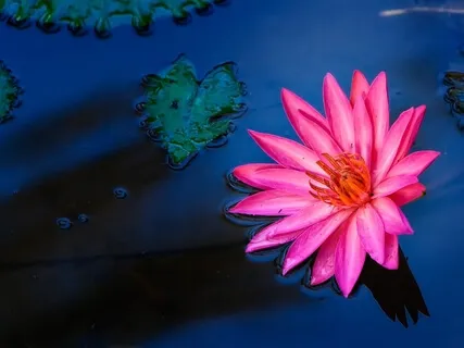 Body Scan - The Hearts Journey