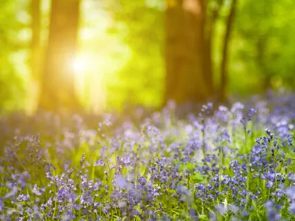 Body Scan - The Temple Of God