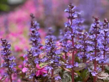 Body Scan To Cultivate Ease and Relaxation