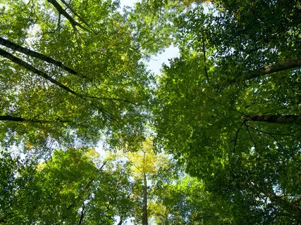 Body Scan To Relieve Anxiety 