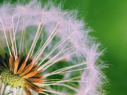 Body Scan (Toes To Head)