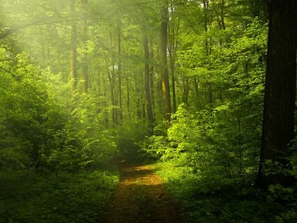 Body Scan With Forest Ambience