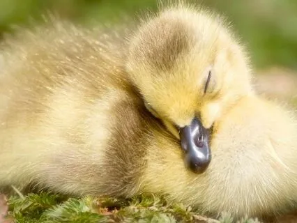 Body Scan: Release Tension & Restore The Nervous System