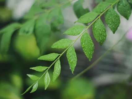 Body Scan from Your Heart