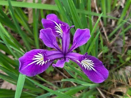 Presence, Stress Relief And Focus