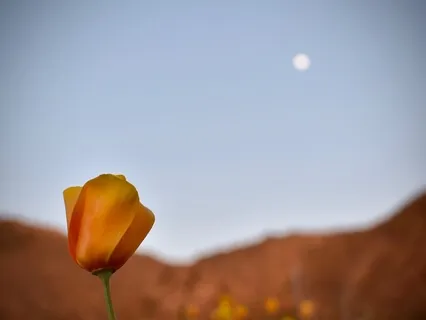 Body Temple Womb Journey