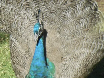 Bodyscan Meditation (MBSR)