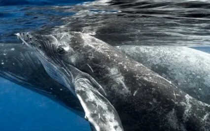 Bond With Your Spirit Animal