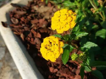 Bondade Amorosa para nós mesmos (lovingkindness)