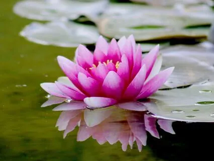 Bonded Melodies - Relationship Reflection