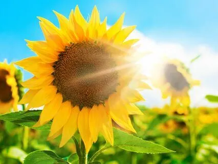 Bone Tired: The Art Of Living With Persistent Fatigue