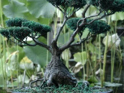 Bonsai (Longer Version)