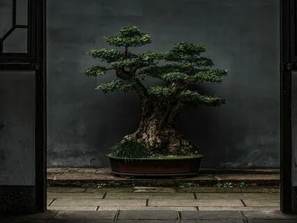 Bonsai