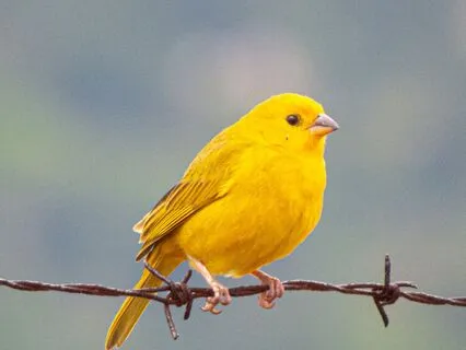 Boost Confidence & Trust | Solar Plexus Meditation For Pets