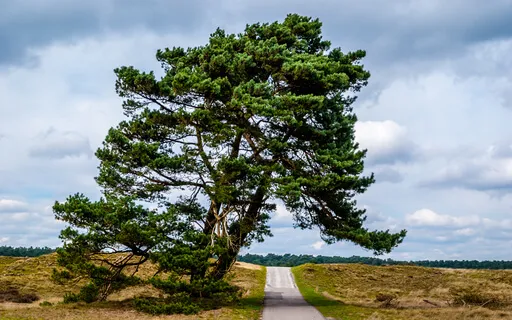 Boost Fertility & Ease Ups & Downs From TTC Journey